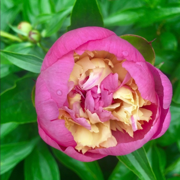 Meet your Posher, Sarah - Picture 7 of 7